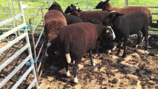 Shearing Ewe Lambs 2016 Zwartbles Ireland [upl. by Munn712]