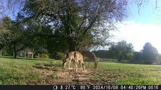 Deer family in the yard for a bite to eat Chunky groundhog out with them day1 trail cam [upl. by Latif]