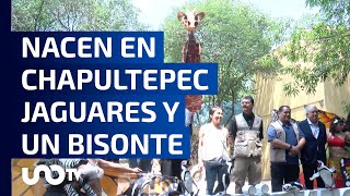 ¡El zoológico de Chapultepec cumple 101 años y los festeja con nuevos inquilinos [upl. by Assilanna193]