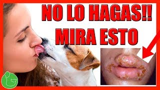 3 Peligros por Besar a un Perro Mira que te Puede Pasar [upl. by Floridia]