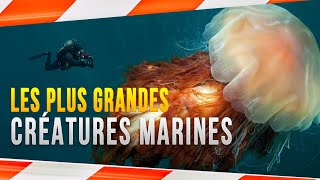 LES 10 PLUS GRANDES CRÉATURES MARINES DU MONDE [upl. by Aihsoek766]