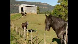 Shire Horses Draught Horse Road Test Burkes Backyard [upl. by Pacifica110]