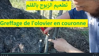 تطعيم الزبوج بالقلمGreffage de lolivier en couronne [upl. by Einahets500]