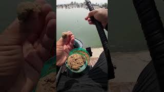 Fishing competition is onSkilled angler caught lots of fish by using special baitWatch now [upl. by Thill]