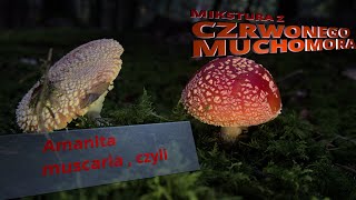 Mikstura z czerwonego muchomora Amanita muscaria [upl. by Aivax]