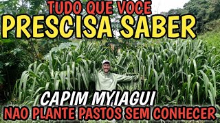 capim myiagui tudo que você precisa saber antes de formar seus pastos pra não errar como fizemos [upl. by Bander552]