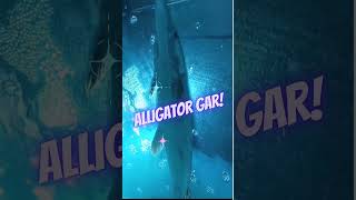 🌊Lovely✨✨Alligator Gar🐠🐠 Vow💥🎉 [upl. by Ynwat]