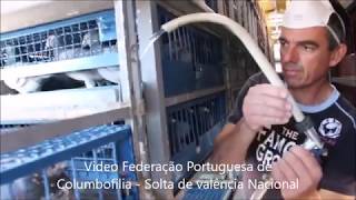 video de promoção da columbofilia Produção Columbofilia Online [upl. by Fisa914]