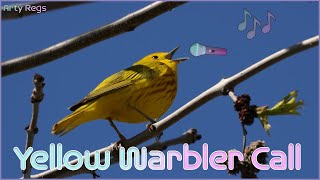 Yellow Warbler Call [upl. by Yedoc24]