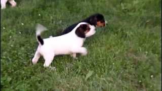 Beagle Mix Puppies For Sale [upl. by Yelsnia]