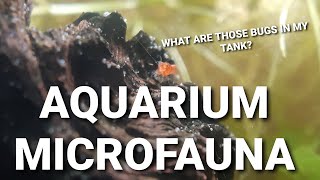 What Are Those Little Bugs And Worms In Your Aquarium  Common Aquarium Micro Fauna [upl. by Alinna]