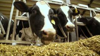 NutriFiber  The Highly Digestible Fiber for Dairy Rations [upl. by Yeliac]