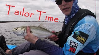 Tailor time with Tinyettis  Catch and Cook  Perth Kayak fishing [upl. by Ilrac457]