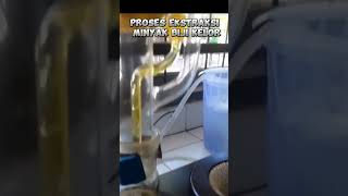 oil extraction process from moringa seeds with nhexane solvent extraction moringa seed oil [upl. by Aleet]