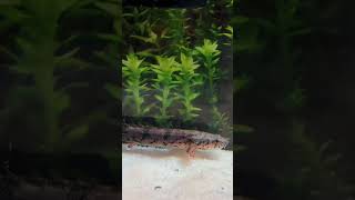 Added Dragon fish aka Delhezi bichir 🐉 aquarium freshwaterfish aquascape [upl. by Wolbrom]