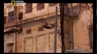 Origins of Parkour  Episode 1 The monkeys [upl. by Cranford]