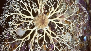 Facts The Basket Star [upl. by Danieu]