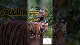 Edit reply Lightroom wildlifephotoghraphy phonk gigachadtheme [upl. by Narad]