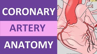 Coronary Artery Anatomy and Physiology Blood Supply Nursing  Anatomy [upl. by Lynsey541]