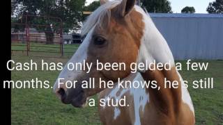 Tami Marlers herd boss defends mare from new recentlygelded stallion [upl. by Liagibba]