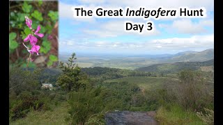 The Great Indigofera Hunt  Day 3 [upl. by Tarr]