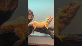 Bearded dragon waving [upl. by Alarick935]