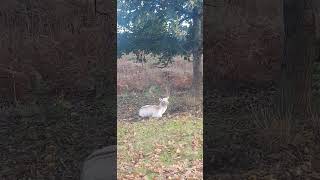 Fallow Deer Beauty in the Forest [upl. by Natsud]