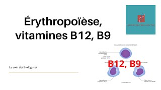 Érythropoïèse et vitamines B12 B9 [upl. by Atikahc369]