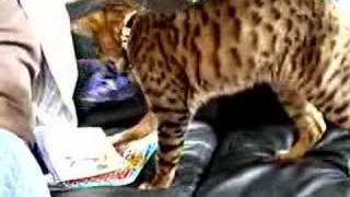 Bengal CatAlmost Gone in 60 secs Alfie opens Purina One [upl. by Barbie]