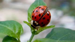 Caracteristicas de las mariquitas [upl. by Etnovad]