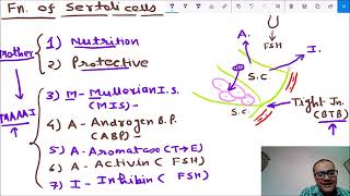 Functions of Sertoli cells [upl. by O'Mahony]