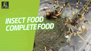 Insect Food  Reptile Systems [upl. by Krawczyk539]