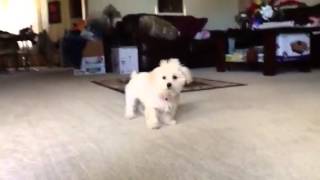 Maltipoo barking [upl. by Adnilra138]