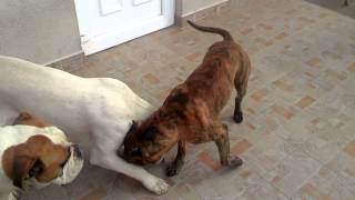 Dog fighting Pitbull vs American bulldog vs Dogo argentino v30 [upl. by Garey]