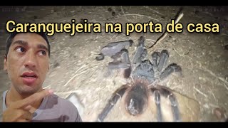 aranha caranguejeira na porta de casa 😱 [upl. by Hunsinger235]