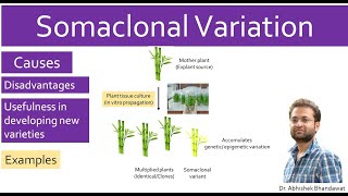 What is Somaclonal variation plant tissue culture Causes Disadvantages Advantages Examples [upl. by Lorette247]