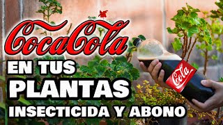 ¡INCREÍBLE INSECTICIDA y ABONO con COCACOLA Plantas y Huerto Urbano 🥤 Fungicida Pesticida Casero [upl. by Urbannal]