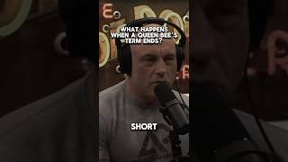 Bees don’t mess around with their royalty 😳 podcast comedian joeroganexperience joerogan fyp [upl. by Dallas]