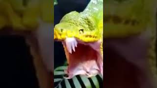 How Snake yawning [upl. by Stent]