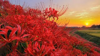 【LIVE】長野県茅野市の空 [upl. by Conny588]