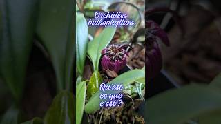 Cest quoi une orchidée bulbophyllum [upl. by Smart]