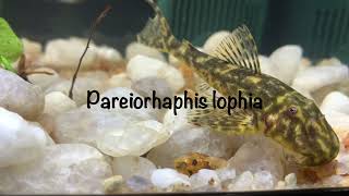 Pareiorhaphis lophia [upl. by Alleunam]