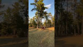 Have you ever galloped gallopinghorse horse [upl. by Dorahs]