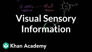 Visual sensory information  Processing the Environment  MCAT  Khan Academy [upl. by Ecirtap896]