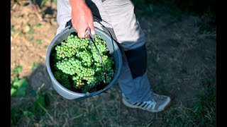 Hitzesommer senkt Weinerntemenge RebensaftQualität aber hoch [upl. by Yllop]