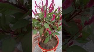 So Beautiful cockscomb flower plant 🌿🌿🌿🌿 FaizanKhanpathan shorts [upl. by Ynnob47]