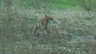 Vater Reineke bringt Beute  Fox father brings prey animal [upl. by Townshend]