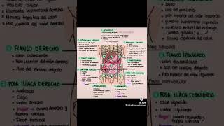 Cuadrantes abdominales cuadrantes abdomen anatomía semestrososmedicina estudiantedemedicina [upl. by Anytsirk]