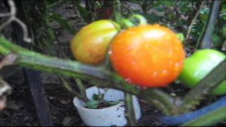 Tommy Toe Tomato  The Best Tomatoes To Grow [upl. by Tadeo673]