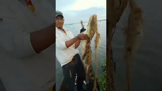 Babilla se enreda en trasmallofish viralvideo fishing [upl. by Robbie]